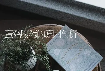 蛋鸡腹泻的原因剖析