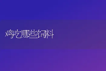 鸡吃哪些饲料