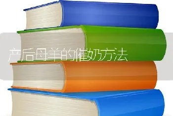 产后母羊的催奶方法