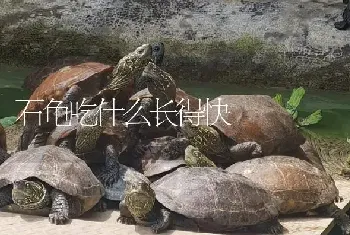 石龟吃什么长得快