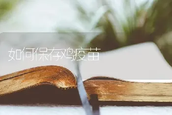 如何保存鸡疫苗