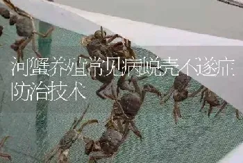 河蟹养殖常见病蜕壳不遂症防治技术