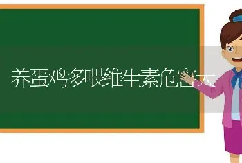 养蛋鸡多喂维生素危害大