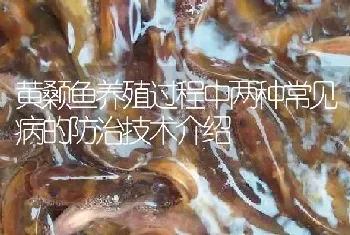 黄颡鱼养殖过程中两种常见病的防治技术介绍