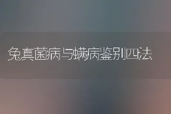 兔真菌病与螨病鉴别四法