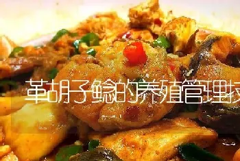 革胡子鲶的养殖管理技术