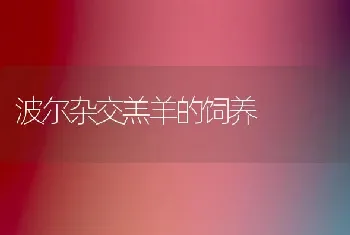 波尔杂交羔羊的饲养