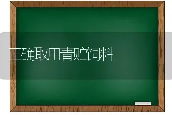 正确取用青贮饲料