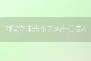 肉鸭立体笼养快速出栏技术