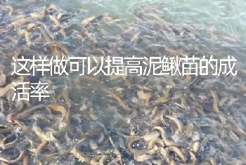 这样做可以提高泥鳅苗的成活率