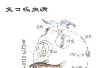 鱼复口吸虫病症状及防治技术