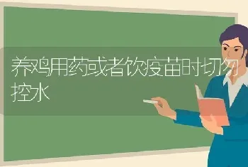 养鸡用药或者饮疫苗时切勿控水