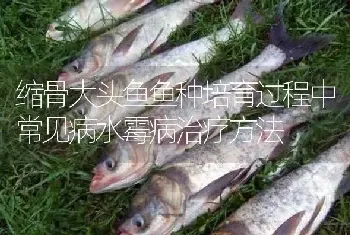 缩骨大头鱼鱼种培育过程中常见病水霉病治疗方法