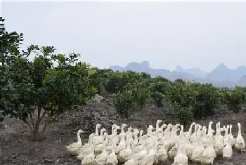 鹅病治疗的五大注意事项