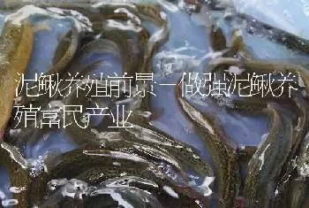 泥鳅养殖前景－做强泥鳅养殖富民产业