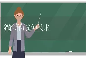 獭兔的选种技术