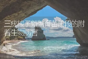 三疣梭子蟹蟹育苗阶段的附着生物病害