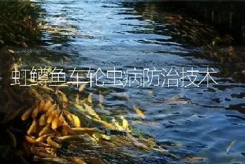 虹鳟鱼车轮虫病防治技术