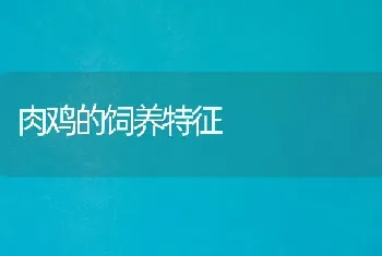 肉鸡的饲养特征