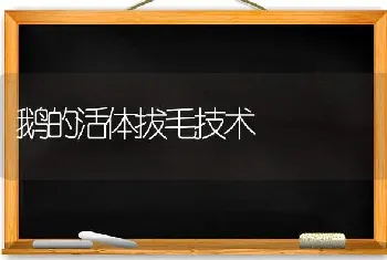 鹅的活体拔毛技术