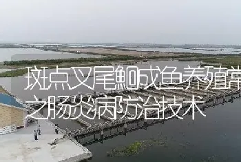 斑点叉尾鮰成鱼养殖常见病之肠炎病防治技术