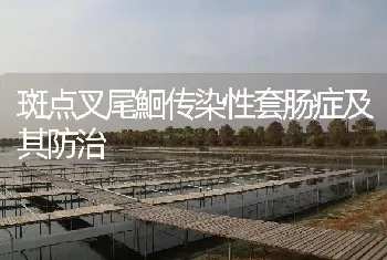 斑点叉尾鮰传染性套肠症及其防治