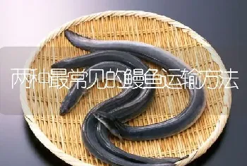 两种最常见的鳗鱼运输方法