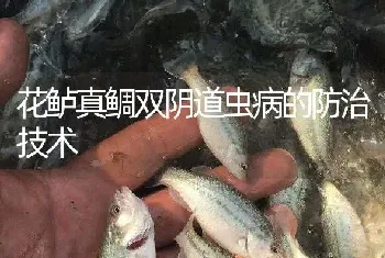 花鲈真鲷双阴道虫病的防治技术