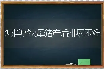 怎样解决母猪产后排尿困难