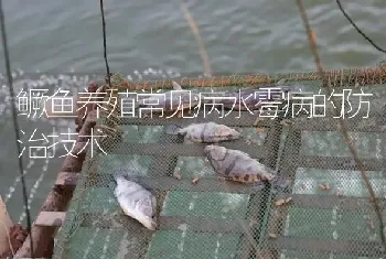 鳜鱼养殖常见病水霉病的防治技术