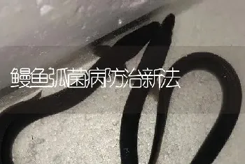 鳗鱼弧菌病防治新法