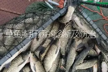 草鱼脂肝病的诊断及防治