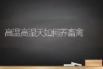 高温高湿天如何养畜禽