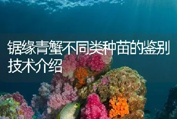 锯缘青蟹不同类种苗的鉴别技术介绍