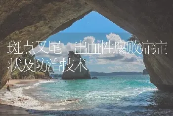 斑点叉尾鮰出血性腐败症症状及防治技术