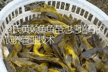 瓦氏黄颡鱼鱼苗池塘培育的饲养管理技术