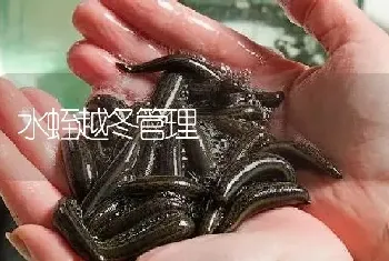 水蛭越冬管理