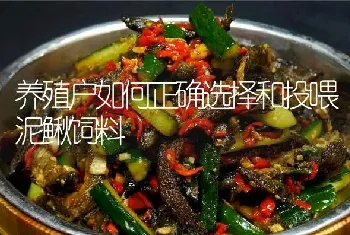 养殖户如何正确选择和投喂泥鳅饲料