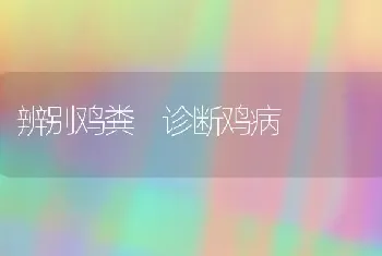 辨别鸡粪 诊断鸡病