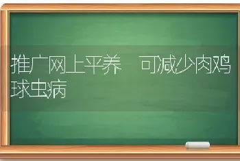 推广网上平养 可减少肉鸡球虫病