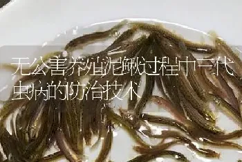 无公害养殖泥鳅过程中三代虫病的防治技术