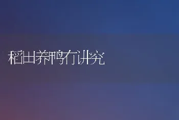 稻田养鸭有讲究