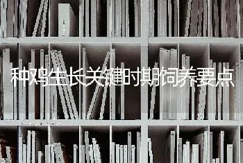 种鸡生长关键时期饲养要点