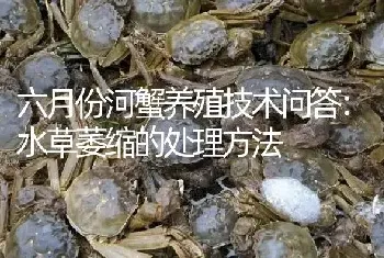 六月份河蟹养殖技术问答：水草萎缩的处理方法