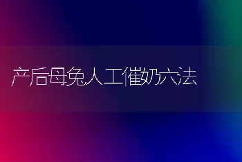 产后母兔人工催奶六法