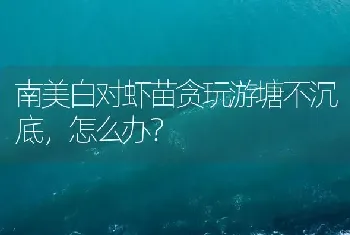 南美白对虾苗贪玩游塘不沉底,怎么办?