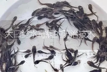 大口鲶水霉病的防治技术