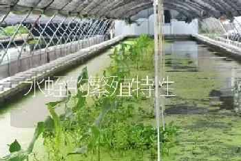 水蛭的繁殖特性