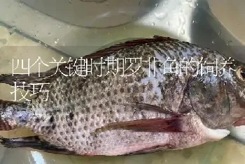 四个关键时期罗非鱼的饲养技巧