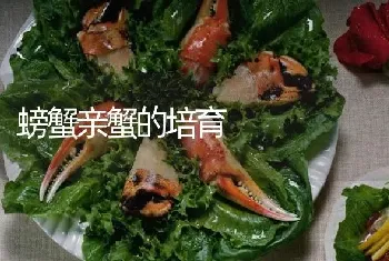 螃蟹亲蟹的培育